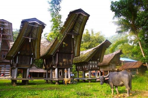 Vốn sinh sống bằng nghề trồng lúa, người Toraja coi trâu là linh vật, cũng là tài sản quý giá nhất trong gia đình.