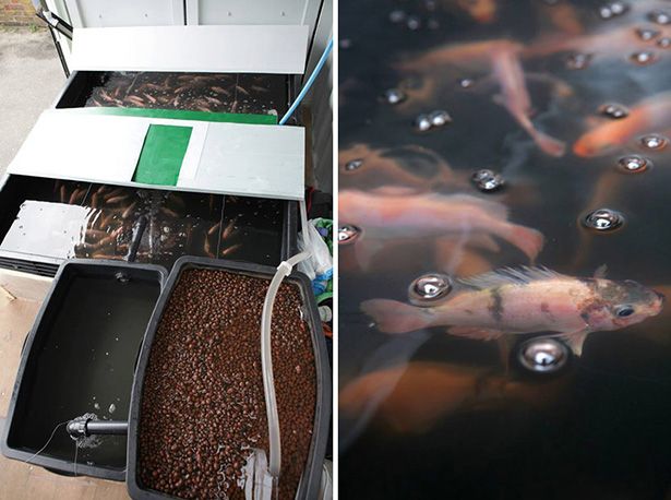 (Trái): Thức ăn cho cá là một trong những nguyên liệu cần thiết cho hệ thống (Phải): Mật độ cá tilapia được tính toán cẩn thận – không quá dày đặc