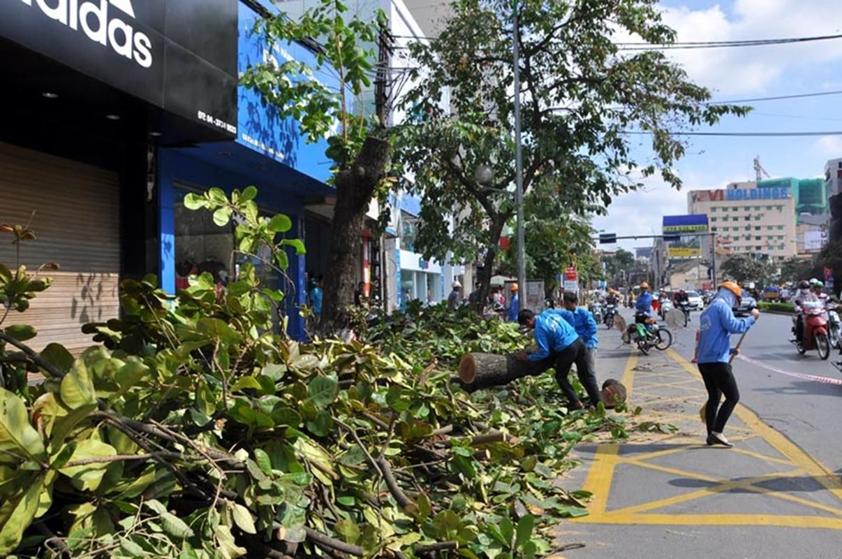 Hàng loạt cây xanh trên phố Hà Nội bị đốn hạ khiến người dân không khỏi tiếc nuối - Ảnh: Nhị Tiến