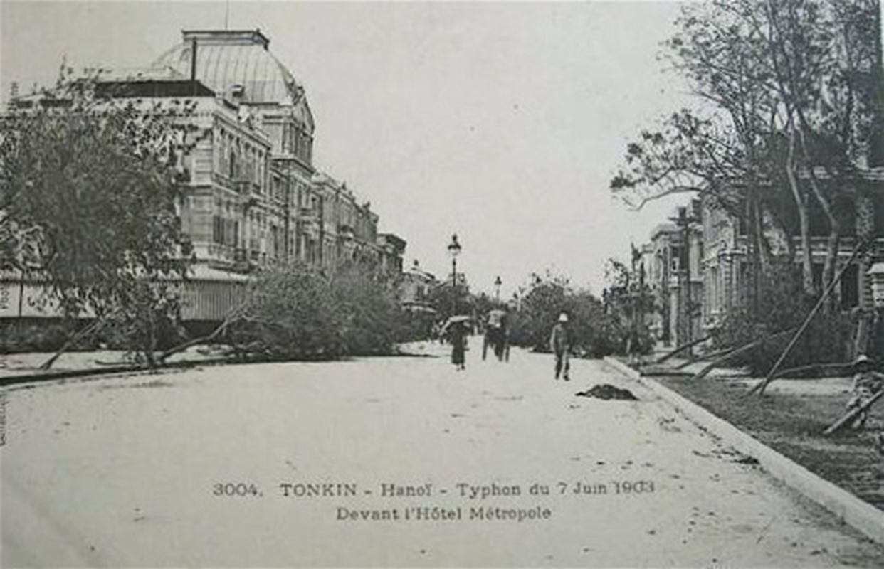  Cây xanh được ươm trồng cao 8- 10 m mới đem ra trồng đường phố Ngô Quyền (tháng 7/1903)