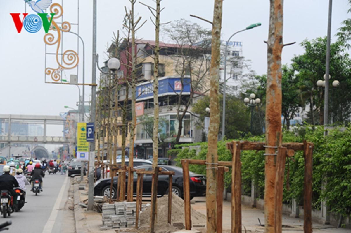 Cây Vàng tâm mới được trồng thay thế cây bị chặt trên đường Nguyễn Chí Thanh 