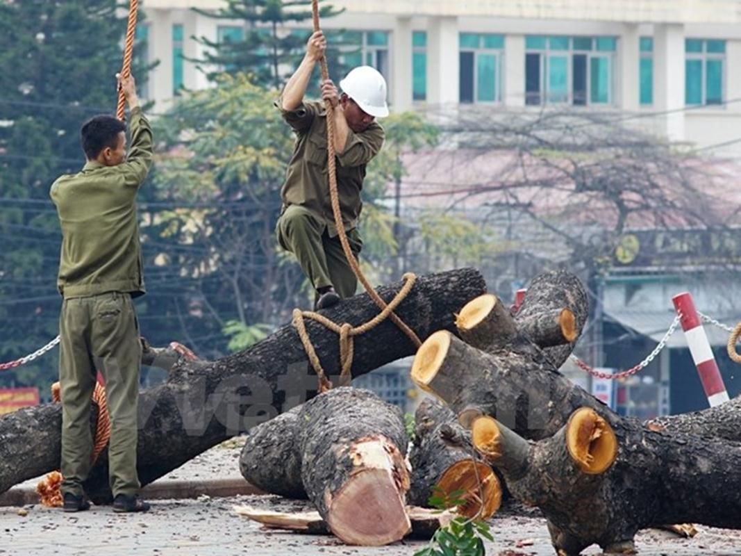 Sáng 20/1, đội công nhân thuộc công ty Công viên Cây xanh Hà Nội đã bắt đầu công việc chặt hạ những cây xanh trên tuyến đường Cầu Giấy. (Ảnh: Sơn-Long/Vietnam+)