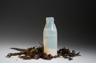 Algae Water Bottle 889x592