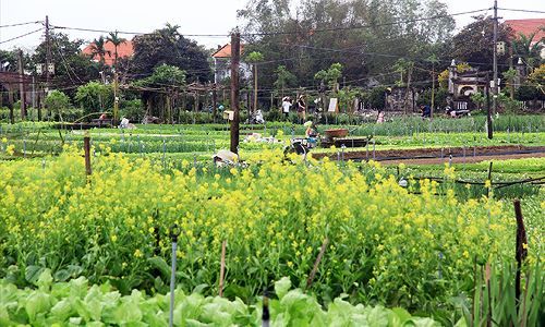 Vườn rau Trà Quế (Hội An) là điểm tham quan ưa thích của nhiều du kháchảnh: Nguyễn Mạnh Hà