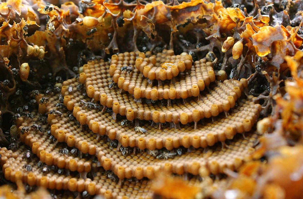 Nghệ thuật xây tổ “bậc thầy” của loài ong - Hội Kiến Trúc Sư Việt Nam