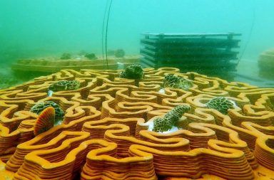 Sử dụng công nghệ in 3D để phục hồi rạn san hô chết tại Hồng Kông