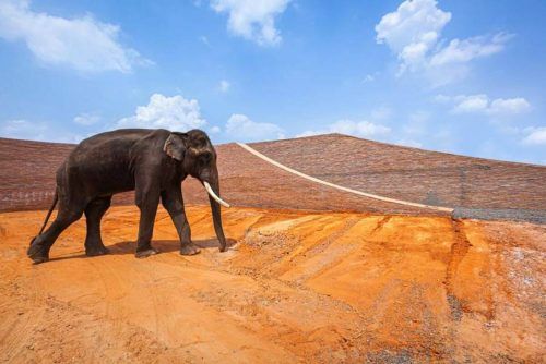 Bảo tàng voi ở Thái Lan, sự hòa hợp giữa con người và động vật | Bangkok Project Studio