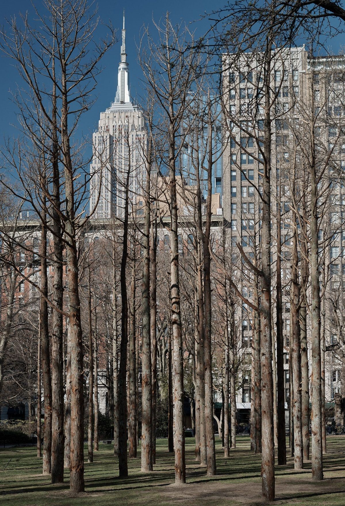 "Khu rừng ma" tại trung tâm Manhattan | Maya Lin