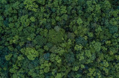 Các chuyên gia cho rằng việc trồng rừng chưa giải quyết tận gốc vấn đề trái đất nóng lên